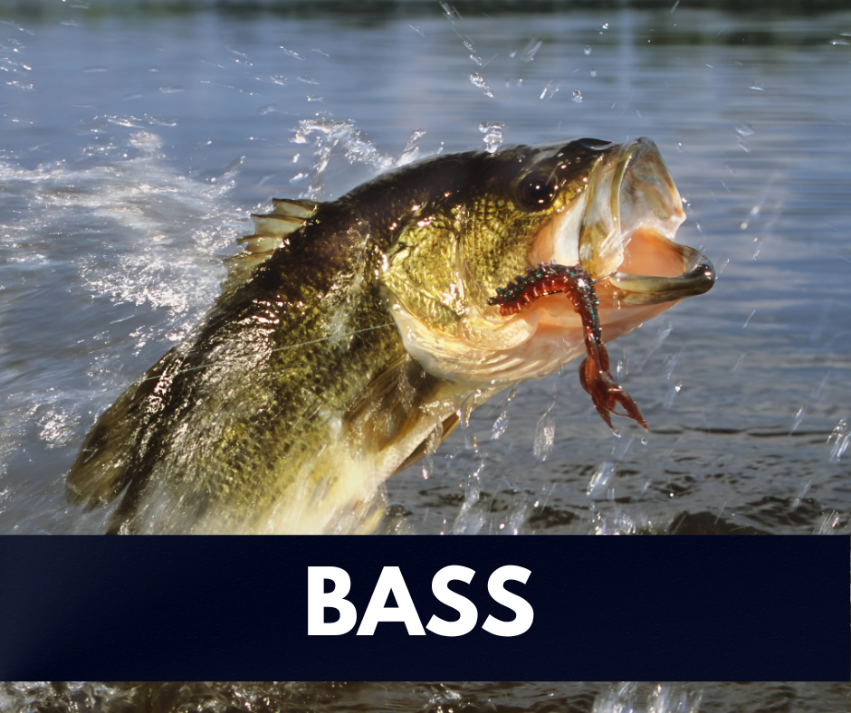 Bass Fishing – probaitandtackle